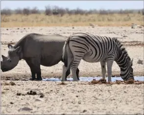  ?? Photo: Nampa ?? Target… Rhino and Zebra seen drinking water at a pan in the Etosha National Park.