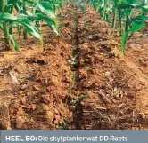  ?? FOTO’S: IZAK DREYER ?? HEEL BO: Die skyfplante­r wat DD Roets gebou het om dekgewasse tussen mielierye te plant.MIDDEL BO: Dekgewasse word op 2 Desember verlede jaar tussen die mielies geplant.BO: Die dekgewasse kom tussen die mielierye op.