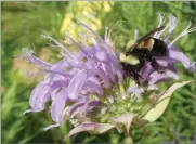  ?? AP PHOTO BY SARAH FOLTZ JORDAN ?? This 2016 file photo provided by The Xerces Society shows a rusty patched bumblebee in Minnesota.