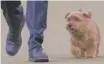  ?? | MARY ALTAFFER/ AP ?? Winston, a Norfolk terrier