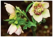  ??  ?? Elegant: Christmas rose lights the gardens