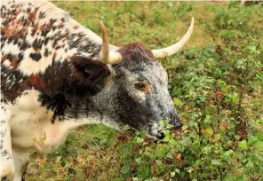  ??  ?? English Longhorn cattle are natural lawnmowers, helping to clear thick vegetation so that smaller flora can thrive.