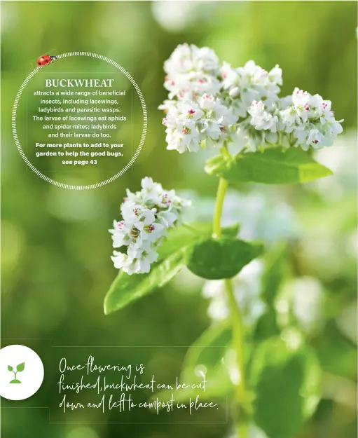  ??  ?? Once flowering is finished,buckwheat can be cut down and left to compost in place.