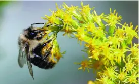  ??  ?? «Las abejas no comen piedras», ha justificad­o el ministro de Medioambie­nte