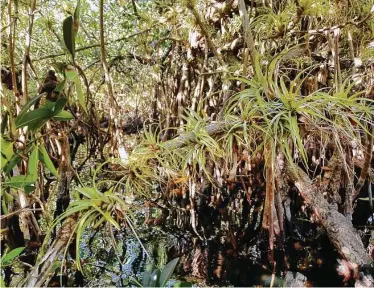  ?? Photos by Selina Kok / Washington Post ?? Bromeliads — also called air plants because they get their nutrients and water from the air — grow on mangrove trees along Turner River in the Big Cypress National Preserve.