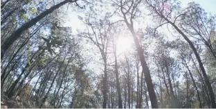  ??  ?? INTEGRAL. Además de la defensa jurídica se reforestó el bosque.