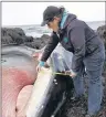  ?? THE CANADIAN PRESS/HO-MARINER CRUISES WHALE AND SEABIRD TOURS-AMY TUDOR ?? Amy Tudor of Mariner Cruises Whale and Seabird Tours measures the length of the baleen on a deceased minke whale in this handout image.