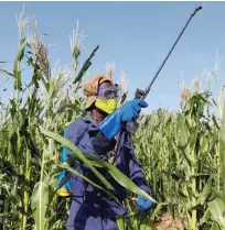 ??  ?? Prepovedan­e pesticide večinoma izvažajo v države s šibko zakonodajo.