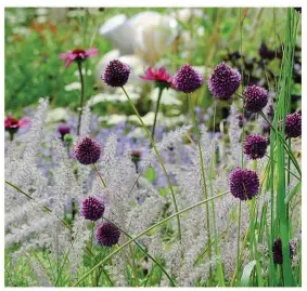  ??  ?? Alliums work well planted in big drifts or scattered randomly