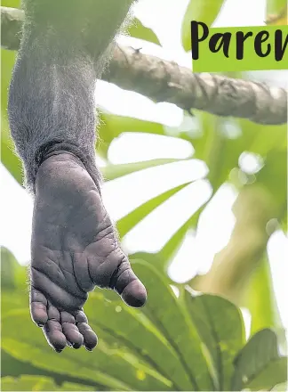  ?? © Karine Aigner / WWF-US ?? I bonobo sono altruisti