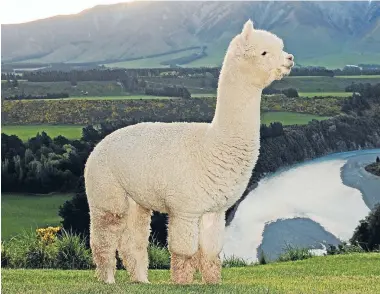  ??  ?? Stoneleigh Valentino’s feats in the show ring are unmatched in the alpaca world.