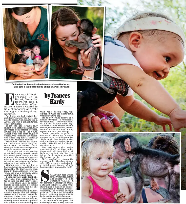  ??  ?? On the bottle: Samantha feeds two orphaned baboons — and gets a cuddle from one of her charges in return Playmates: Sophia, nearly four, has had fun with the baboons since she was a baby (above)