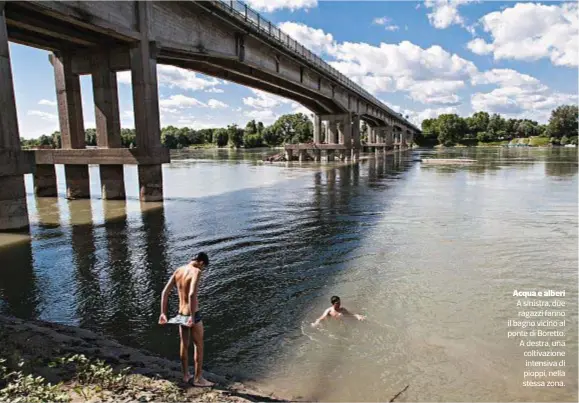  ??  ?? Acqua e alberi A sinistra, due ragazzi fanno il bagno vicino al ponte di Boretto. A destra, una coltivazio­ne intensiva di pioppi, nella stessa zona.