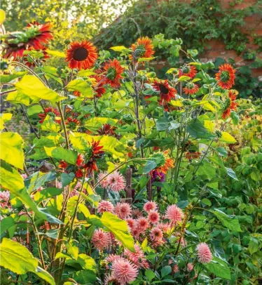  ?? ?? HOW TO GROW Sunflowers need sun to thrive and fare best in rich, well-drained soil. For an early start in spring, sow annuals under cover and plant out once frosts have passed. Tall annuals may need staking, while perennials can benefit from a late-May Chelsea chop.