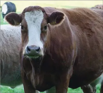  ?? Cattle and sheep in Ireland don’t need to be farmed intensivel­y ??