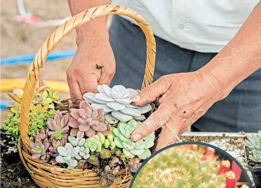  ?? MARIO JASSO/MARIO JASSO ?? Las más populares son los cactus y las suculentas