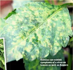  ??  ?? Dahlias can exhibit symptoms of a virus on leaves as well as flowers