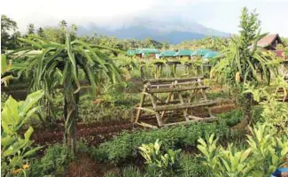  ??  ?? This is just part of the dragon fruit plantation at the farm which is intercropp­ed with different kinds of vegetables.