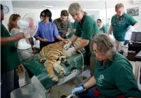  ?? AP ?? A sedated tiger is examined before being moved from the Al Ma’wa New Hope Centre, outside Amman, Jordan.