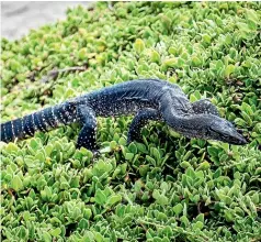  ??  ?? The island is the last stronghold for Rosenberg’s goanna.