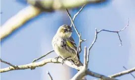  ?? Kathy Adams Clark ?? Yellow-rumped warblers are arriving in the Houston area in advance of winter. The birds are feasting on an abundant supply of insects, seeds and berries.