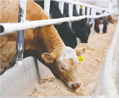  ?? TODD KOROL/REUTERS/FILES ?? In looking at ways to diversify and strengthen the struggling Canadian economy, one sector stands out with enormous potential: the agri-food industry. Canada needs to take action to both protect and expand the sector, Baljit Singh writes.