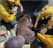  ?? Courtesy of Los Angeles County Fire Department ?? Firefighte­rs from several crews assist a bear found in the Magic Mountain parking lot Friday morning.