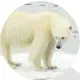  ??  ?? L’os polar es veurà afectat per la pèrdua de gel de l’Àrtic