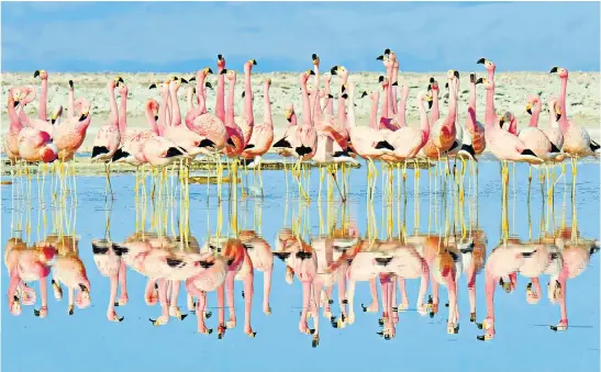  ??  ?? A flamboyanc­e of Andean flamingos gathers on the salt pans of Chile’s Atacama Desert