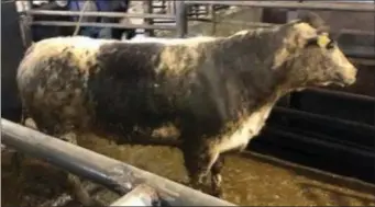  ??  ?? LMX cow, 880kg, sold for €2,120 at Gortatlea Mart recently.