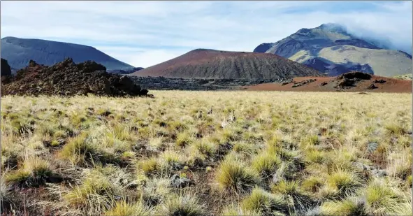  ?? HONEYGIRL DUMAN photos ?? Nene pass through Haleakala Crater. The National Park Service is seeking two Hawaiian immersion teachers and a digital media intern to help create a distance learning program for the park.