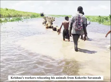  ??  ?? Krishna’s workers relocating his animals from Kokerite Savannah