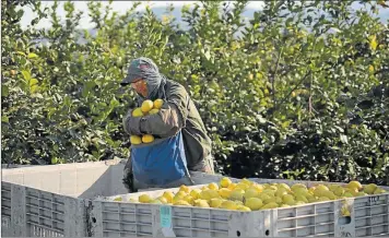  ?? CEDOC PERFIL ?? EXPORTACIO­N. Con mejor desempeño que naranjas y mandarinas, venderán limones a EE.UU.