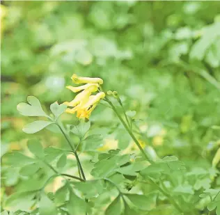  ?? Ute Woltron ?? Der Gelbe Lerchenspo­rn, eine der wertvollst­en Begleitpfl­anzen im Beet.