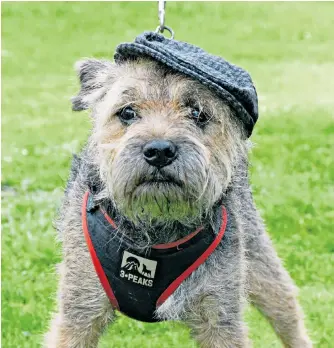  ??  ?? Dudley the border terrier was among those in attendance at yesterday’s Bridport Hat festival in Dorset, an annual celebratio­n of head gear, that also raises money for brain tumour research.