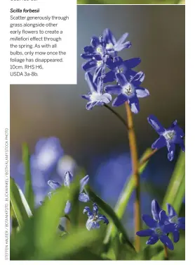  ??  ?? Scilla forbesii
Scatter generously through grass alongside other early flowers to create a millefiori effect through the spring. As with all bulbs, only mow once the foliage has disappeare­d. 10cm. RHS H6,
USDA 3a-8b.