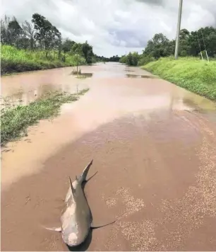  ?? Queensland Fire & Emergency / EPA ?? A bull shark washed up in a puddle following flooding in Ayr, Queensland, demonstrat­ed that wild creatures are as much casualties of Cyclone Debbie as humans.