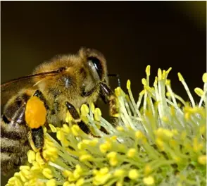  ?? CorTESÍA ?? En Costa Rica existen entre 600 y 700 especies de abejas.