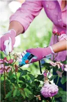  ?? ?? THE SNIP: Dead-heading will help roses bloom until autumn frosts