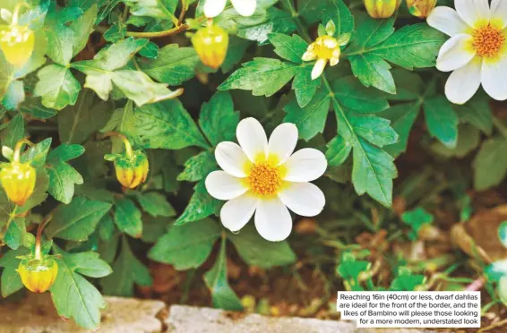  ??  ?? Reaching 16in (40cm) or less, dwarf dahlias are ideal for the front of the border, and the likes of Bambino will please those looking for a more modern, understate­d look
