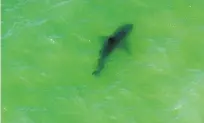  ?? JEFF GRITCHEN/THE ORANGE COUNTY REGISTER VIA AP ?? A shark swims Thursday in the water off Capo Beach in Dana Point, Calif. Advisories were posted for beaches up and down Southern California after shark sightings this week.