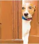  ?? DREAMSTIME ?? If your dog always tries to prevent you from leaving the house, start by training your pet to go into his or her kennel on command, writes Cathy M. Rosenthal.