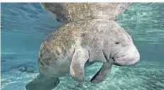  ?? FOTO: NORBERT PROBST ?? Seekühe sind Säugetiere und leben im Wasser. Nach der Vorstellun­g der CDU könnten sie ein Zuhause in Düsseldorf finden.