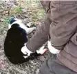  ?? Screenshot: Soko Tierschutz/AZ ?? Das Video zeigt die Jägerin beim Töten der Katze.