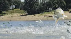  ?? John Flesher Associated Press ?? ASIAN CARP, jolted by an electric current from a research boat, leap from the Illinois River. Some experts are skeptical the bigger fish can control the carp.