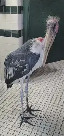  ?? GEN ANDERSON / THE ASSOCIATED PRESS ?? A stork was moved to safety in a restroom at a St. Augustine, Fla., zoological park ahead of hurricane Matthew.