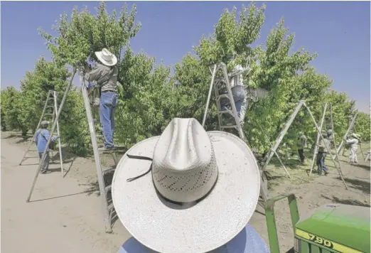  ?? DAMIAN DOVARGANES/AP ?? A foreman watches workers pick fruit in an orchard in Arvin, California. Lawsuits filed in four California counties seek class-action damages from Dow Chemical and its successor company over a widely used bug killer containing Chlorpyrif­os that has been linked to brain damage in children.