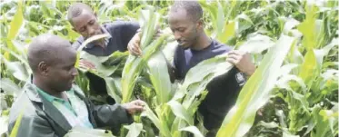  ??  ?? A farm manager at DL farm in Soy Constituen­cy Uasin Gishu County, Wesley Tanui shows a section of the maize that has been attacked by fall army worm on the farm.