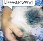  ??  ?? Meee-aaowww!