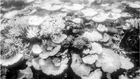  ?? ?? La belleza de la Gran Barrera de Coral no tiene comparació­n en el mundo. Hoy está en riesgo.